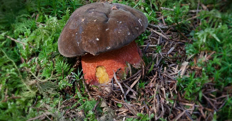 Le bolet jaune est-il comestible ? La vraie réponse