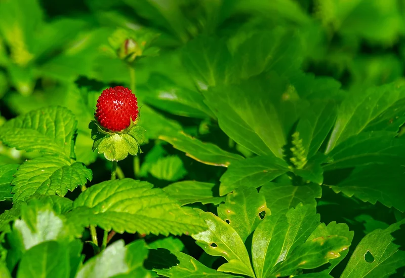 Le cycle de vie du fraisier : de la plantule à la cloneuse