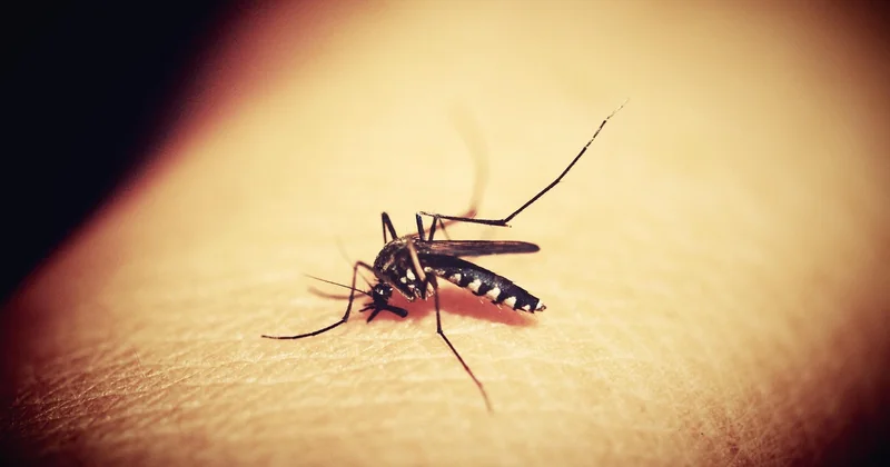 Comment différencier les piqûres sans voir l'insecte