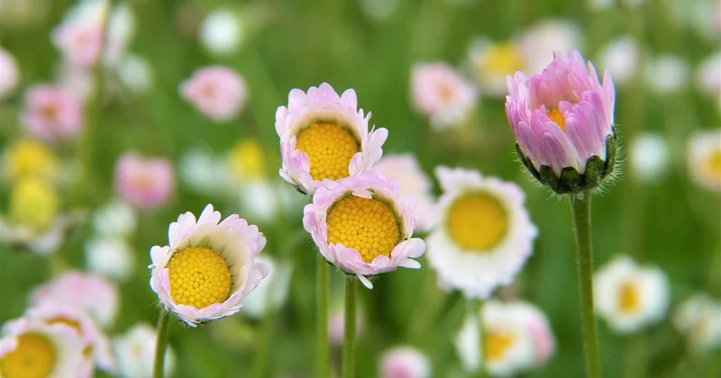 Où trouver du désherbant glyphosate en 2026 : la réponse que personne n'aime
