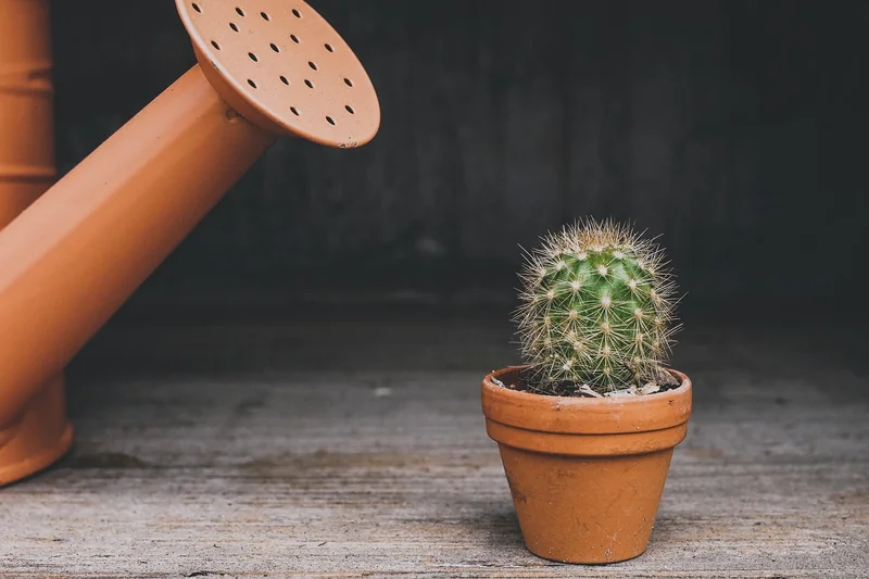 Planter et entretenir sans se compliquer la vie