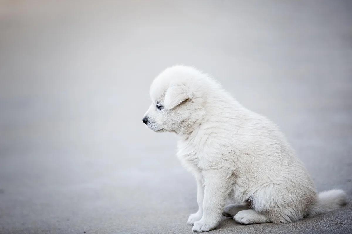 Combien coûte un chien détecteur de punaise de lit en 2026 : guide complet et tarifs