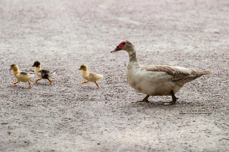 Comment la mésange nourrit-elle ses oisillons ?