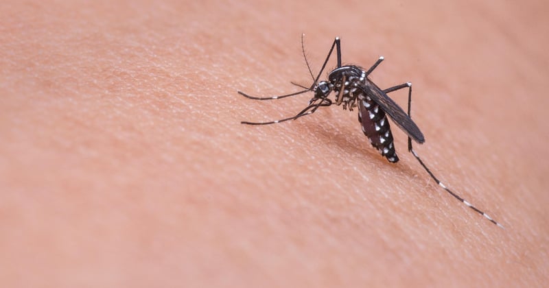 Quels insectes piquent la nuit et comment les reconnaitre