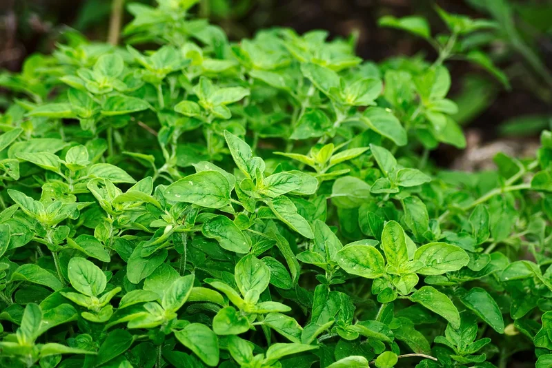 Sélection des plantes : qui pousseront vraiment chez vous ?