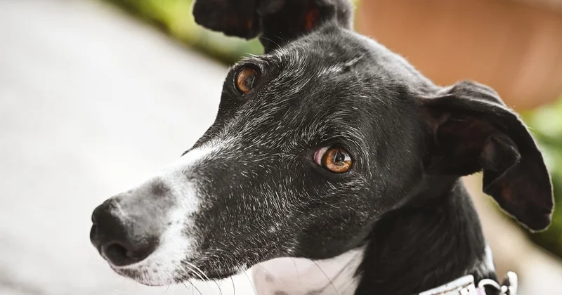 Quelle race de chien est la plus efficace pour renifler les punaises de lit ?