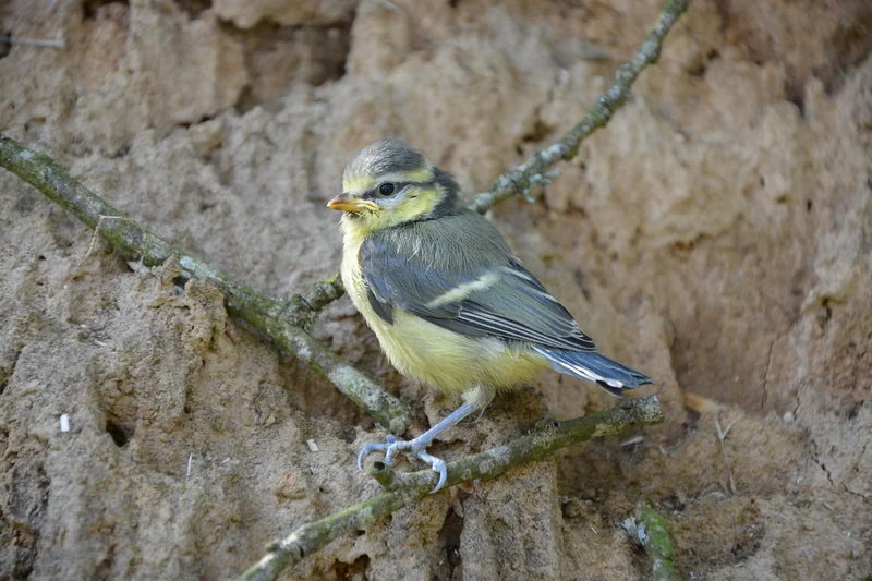 Que donner à manger à un oisillon mésange ?