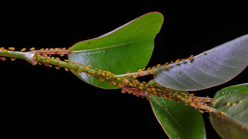Désinfection post-infestation : un protocole spécifique