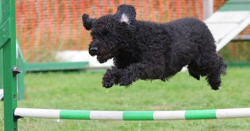 Acheter un chien détecteur : bonne ou mauvaise idée ?