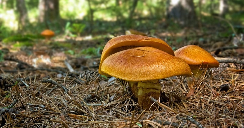 Champignon bolet jaune : le guide pour le reconnaitre sans se tromper